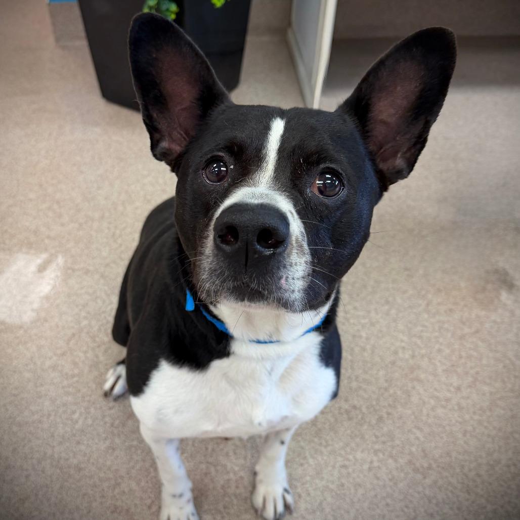 Pac Man, a Adoptable Mixed Breed in Ardmore, OK image 2/2