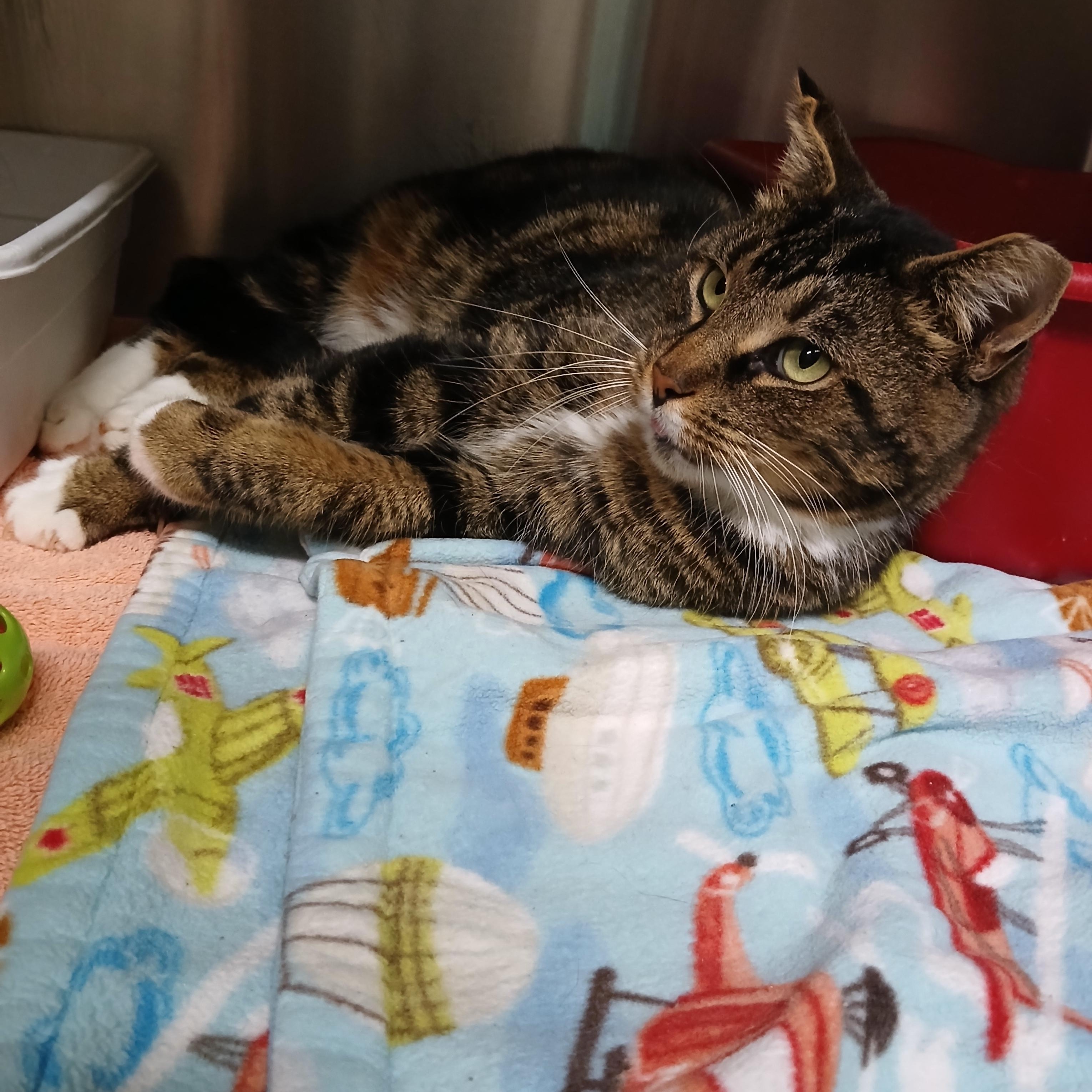 Enlarge Minx, a Adoptable mixed breed in Seneca, PA image 2/6