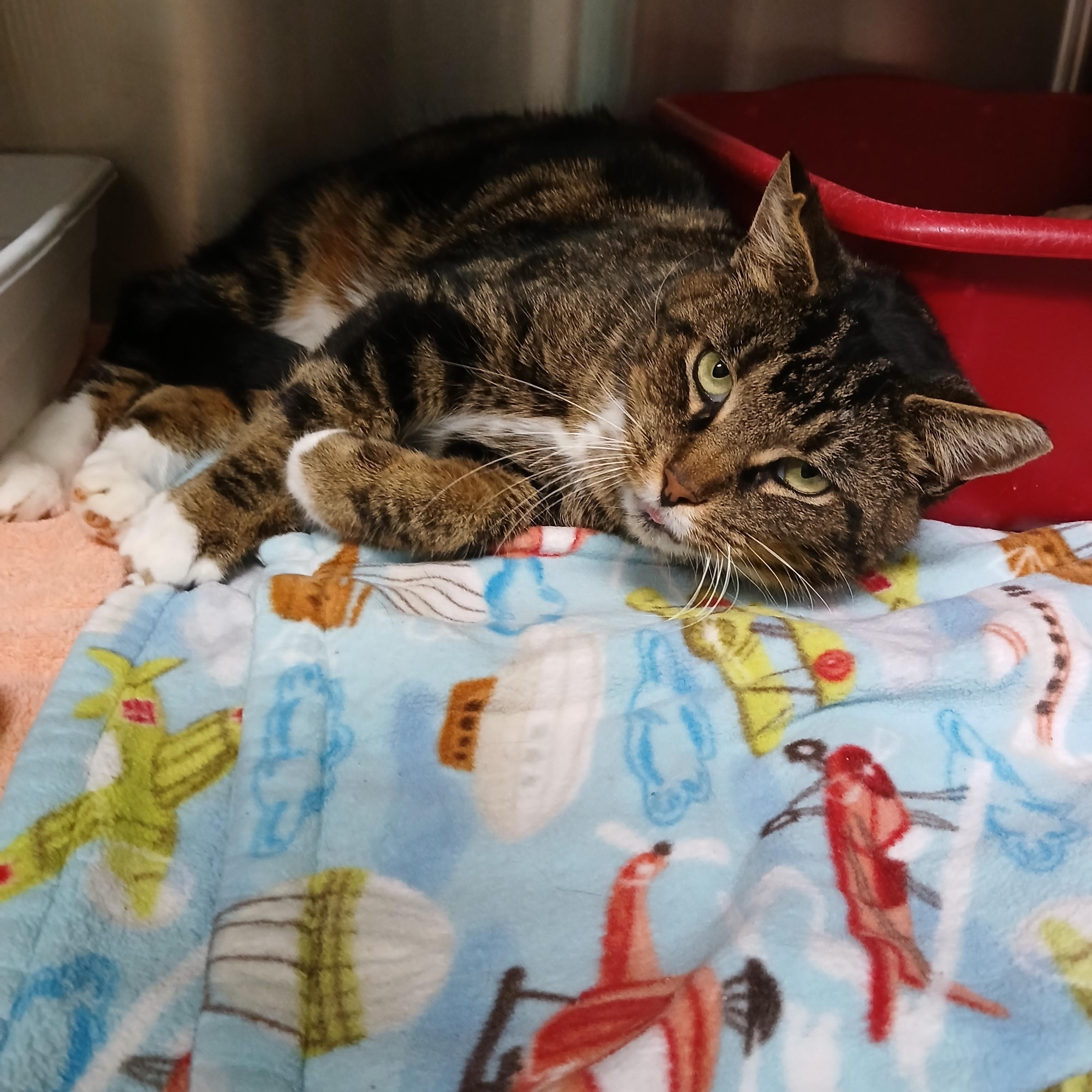 Enlarge Minx, a Adoptable mixed breed in Seneca, PA image 4/6