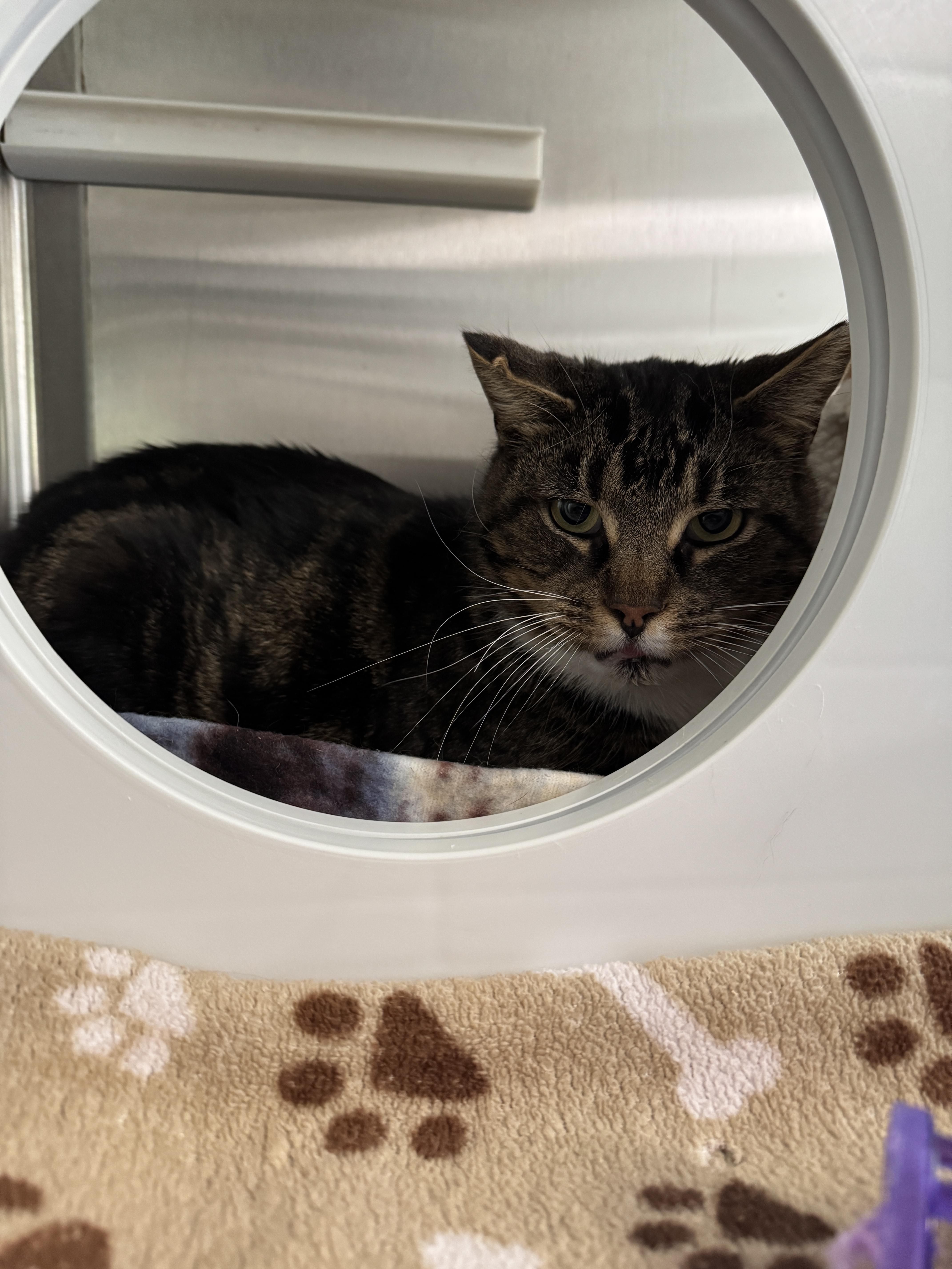 Enlarge Minx, a Adoptable mixed breed in Seneca, PA image 6/6