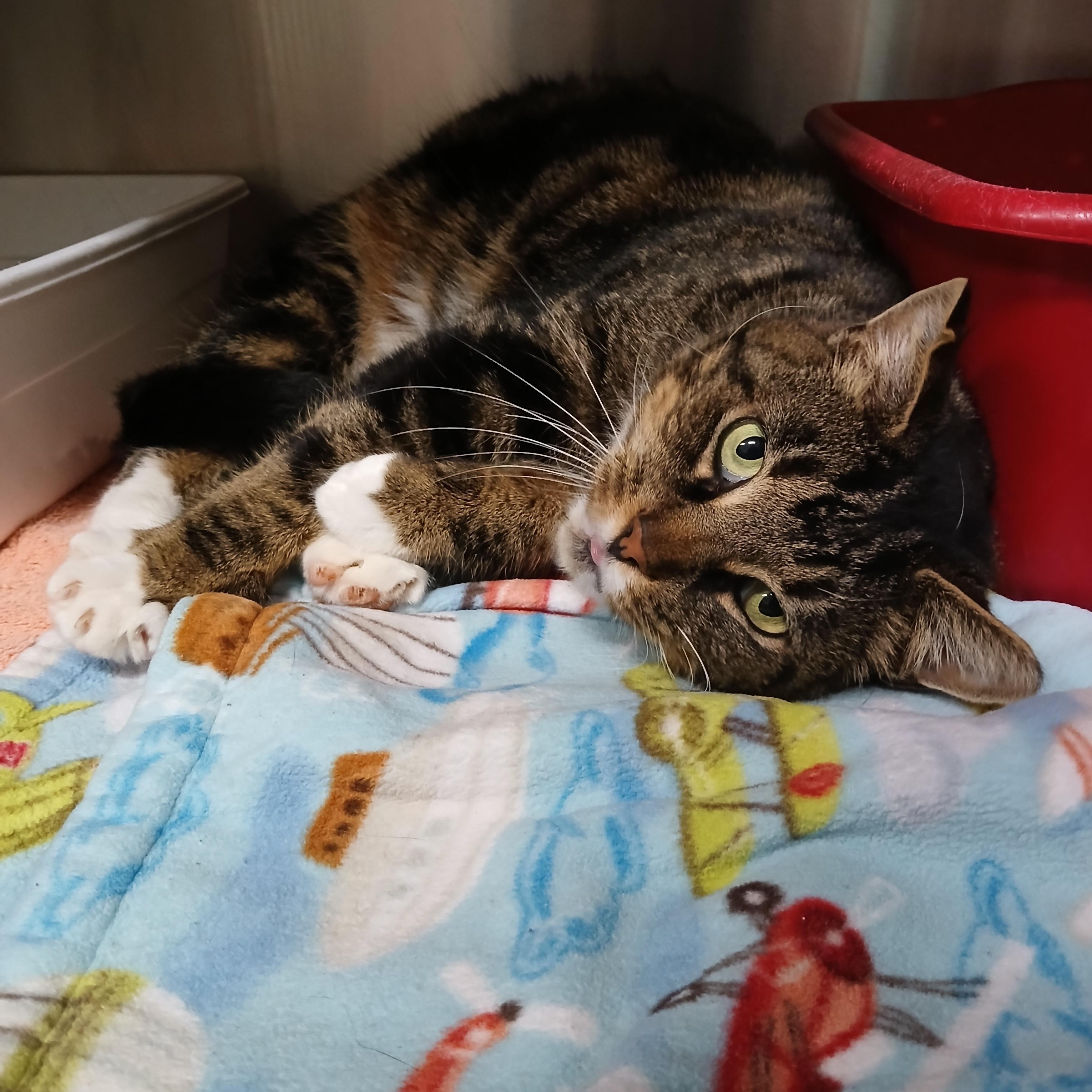 Enlarge Minx, a Adoptable mixed breed in Seneca, PA image 3/6