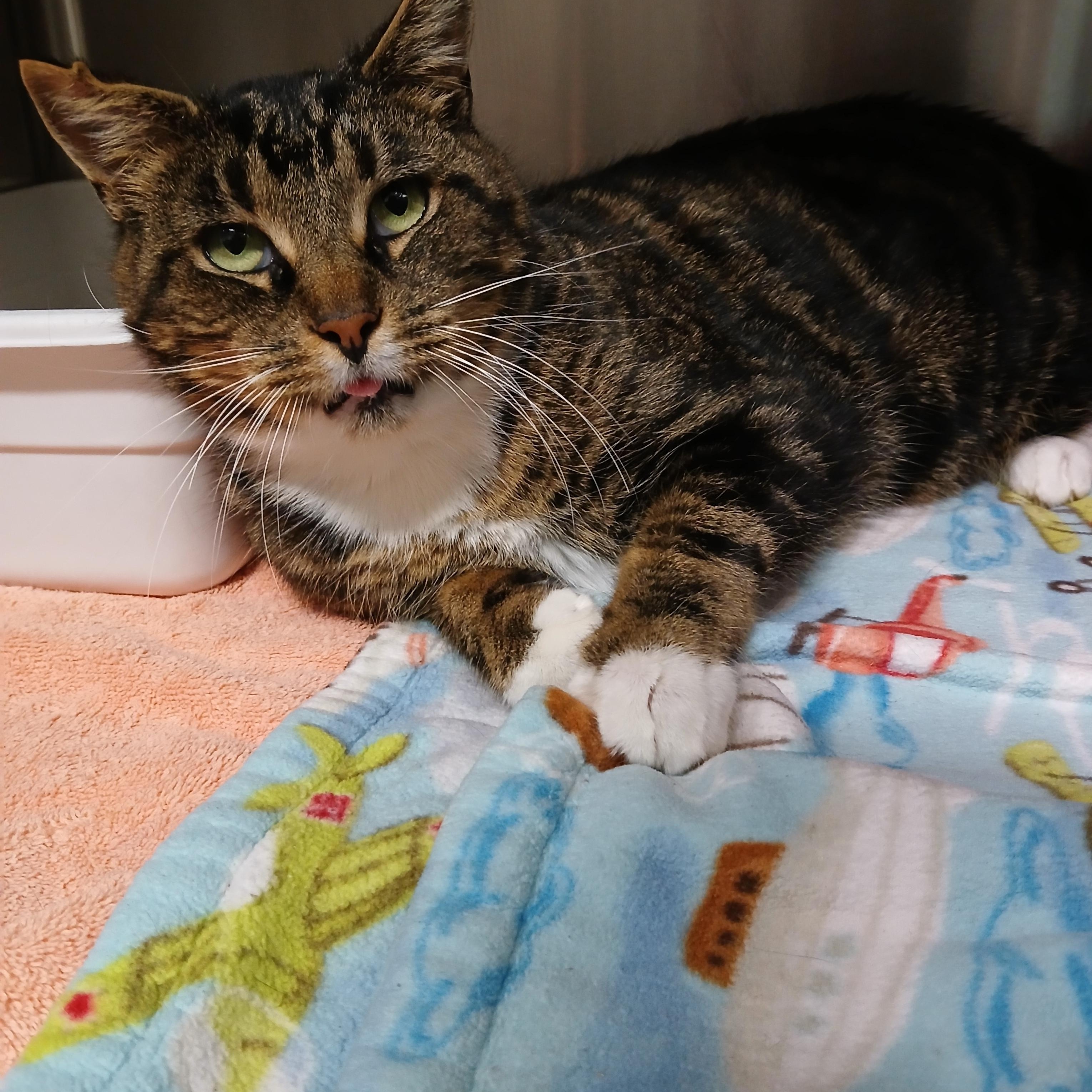 Enlarge Minx, a Adoptable mixed breed in Seneca, PA image 1/6