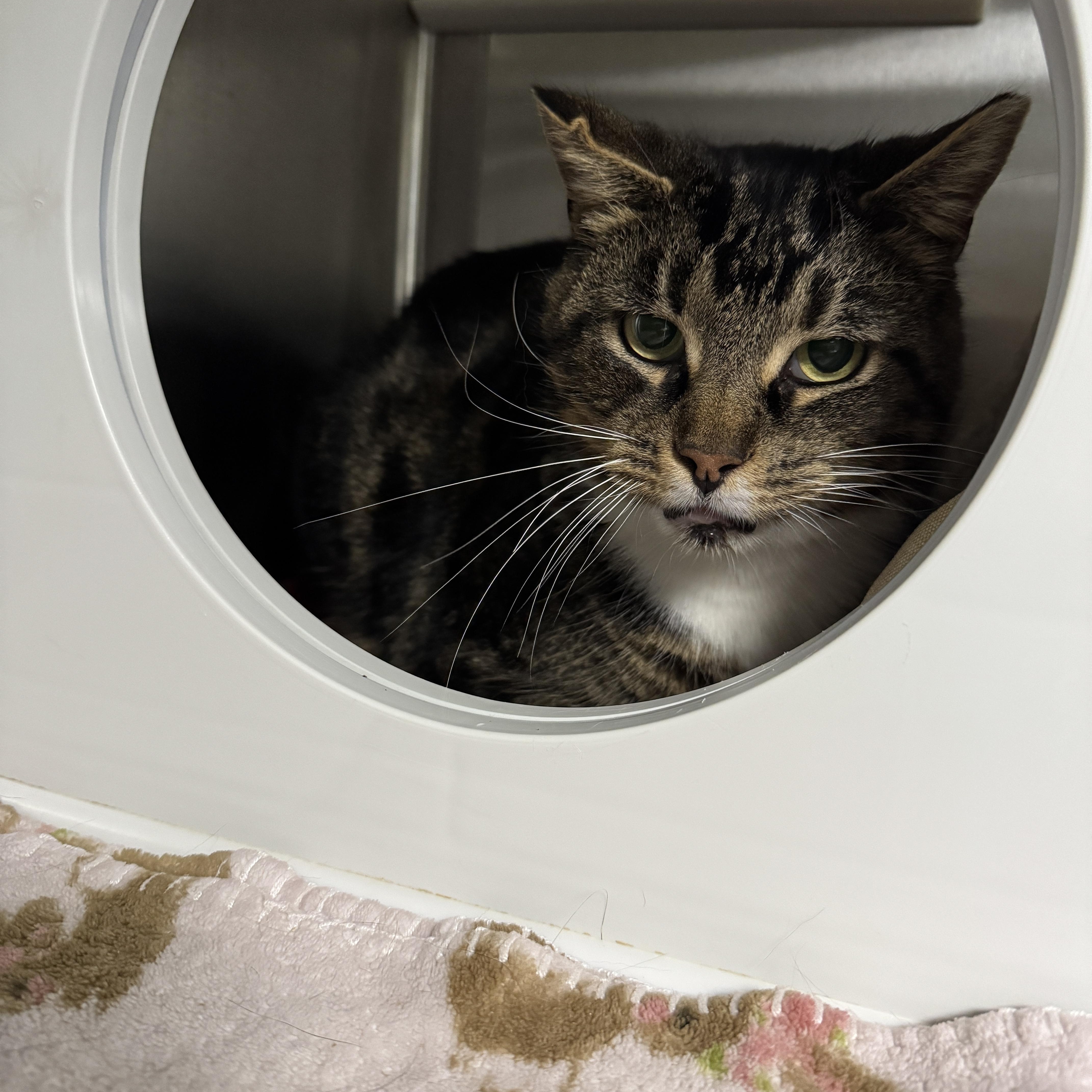 Enlarge Minx, a Adoptable mixed breed in Seneca, PA image 5/6