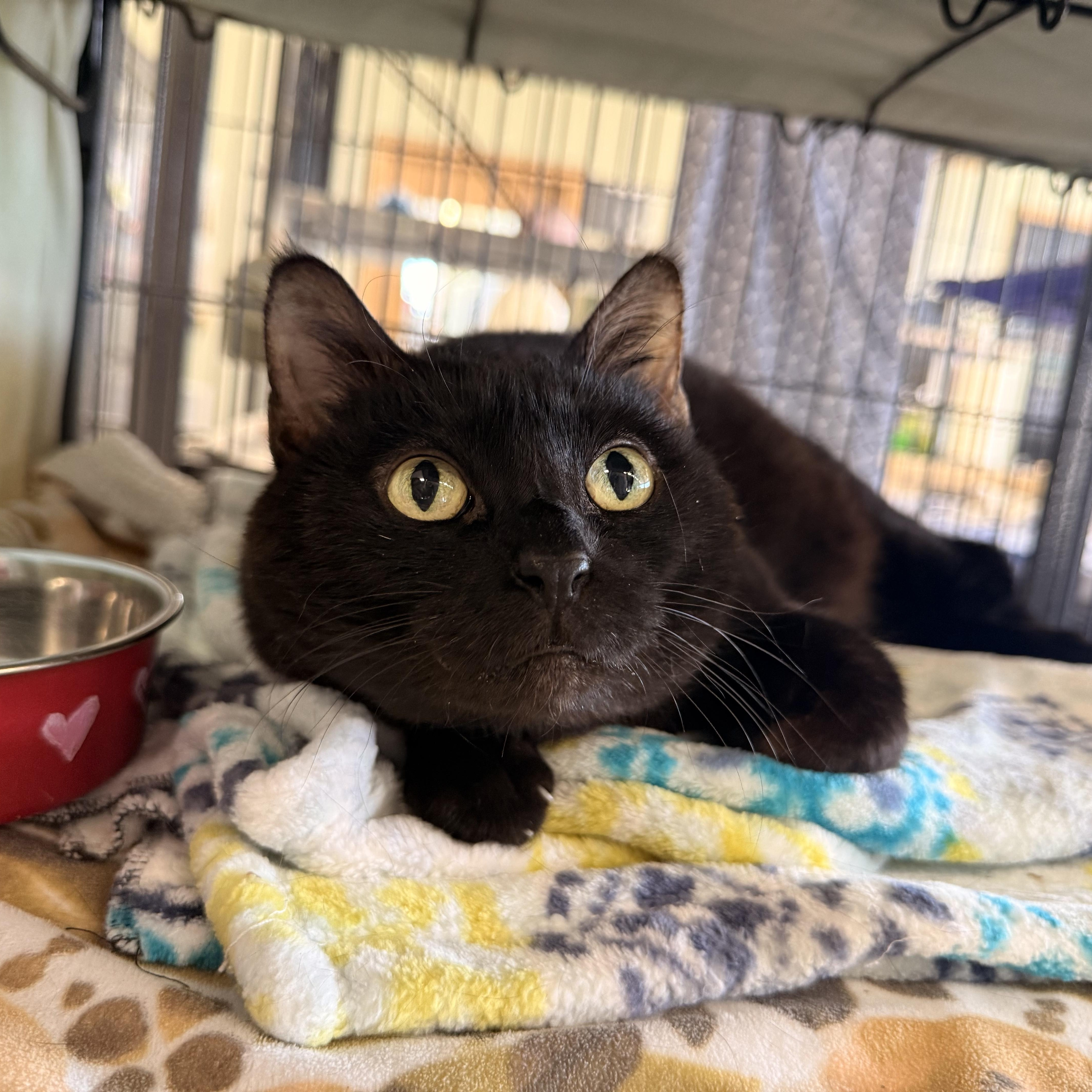 Bo Peep, Adoptable, Adult Female Domestic Short Hair.