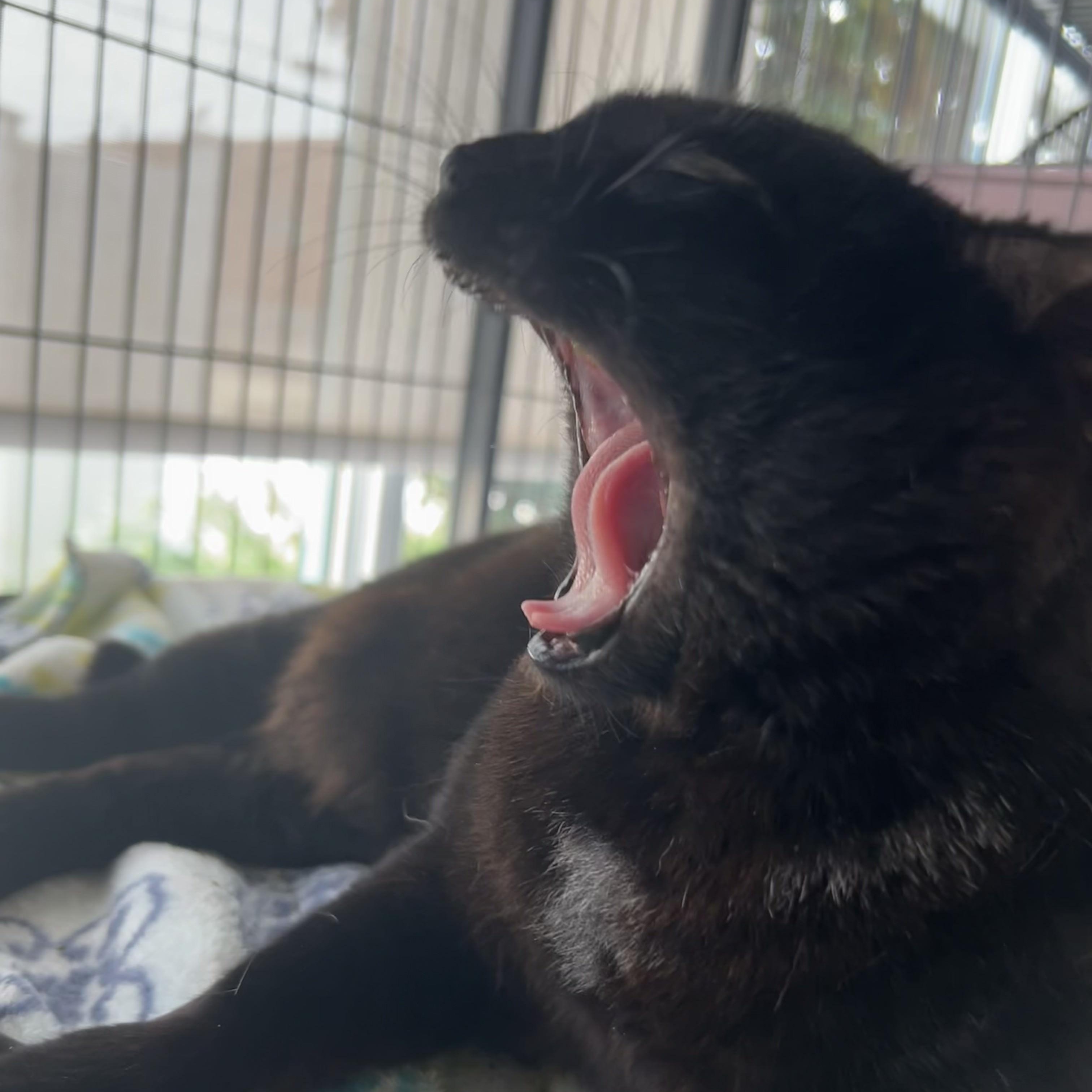 Bo Peep, a ADOPTABLE Domestic Short Hair in St. Louis, MO image 3/3