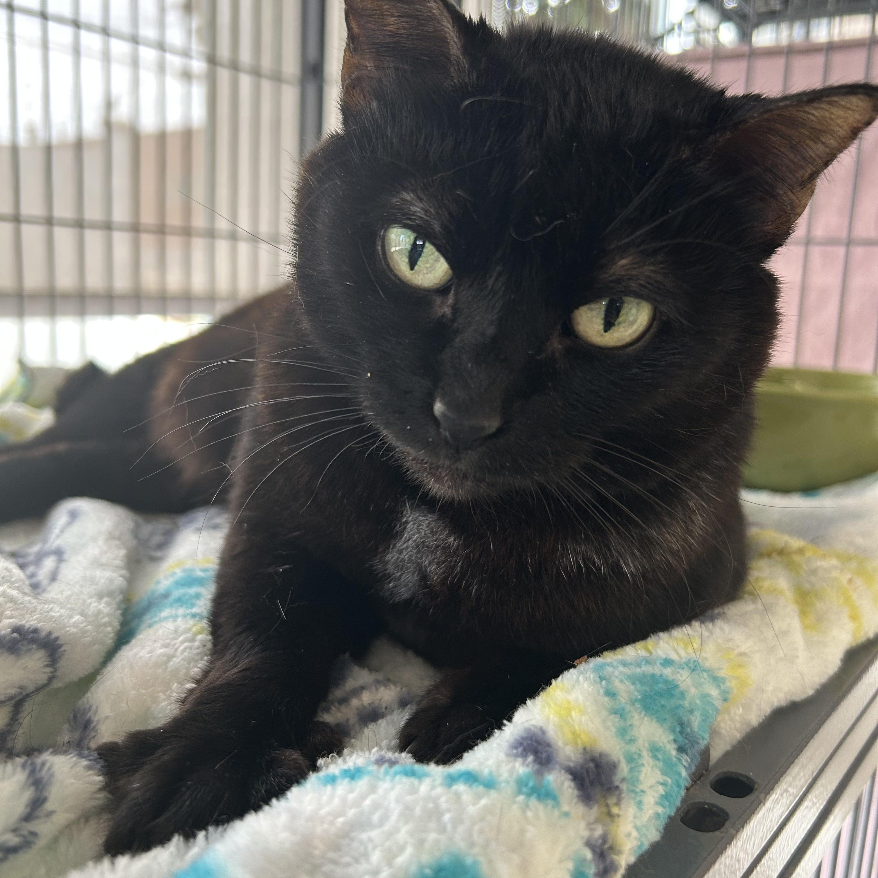 Bo Peep, a ADOPTABLE Domestic Short Hair in St. Louis, MO image 2/3