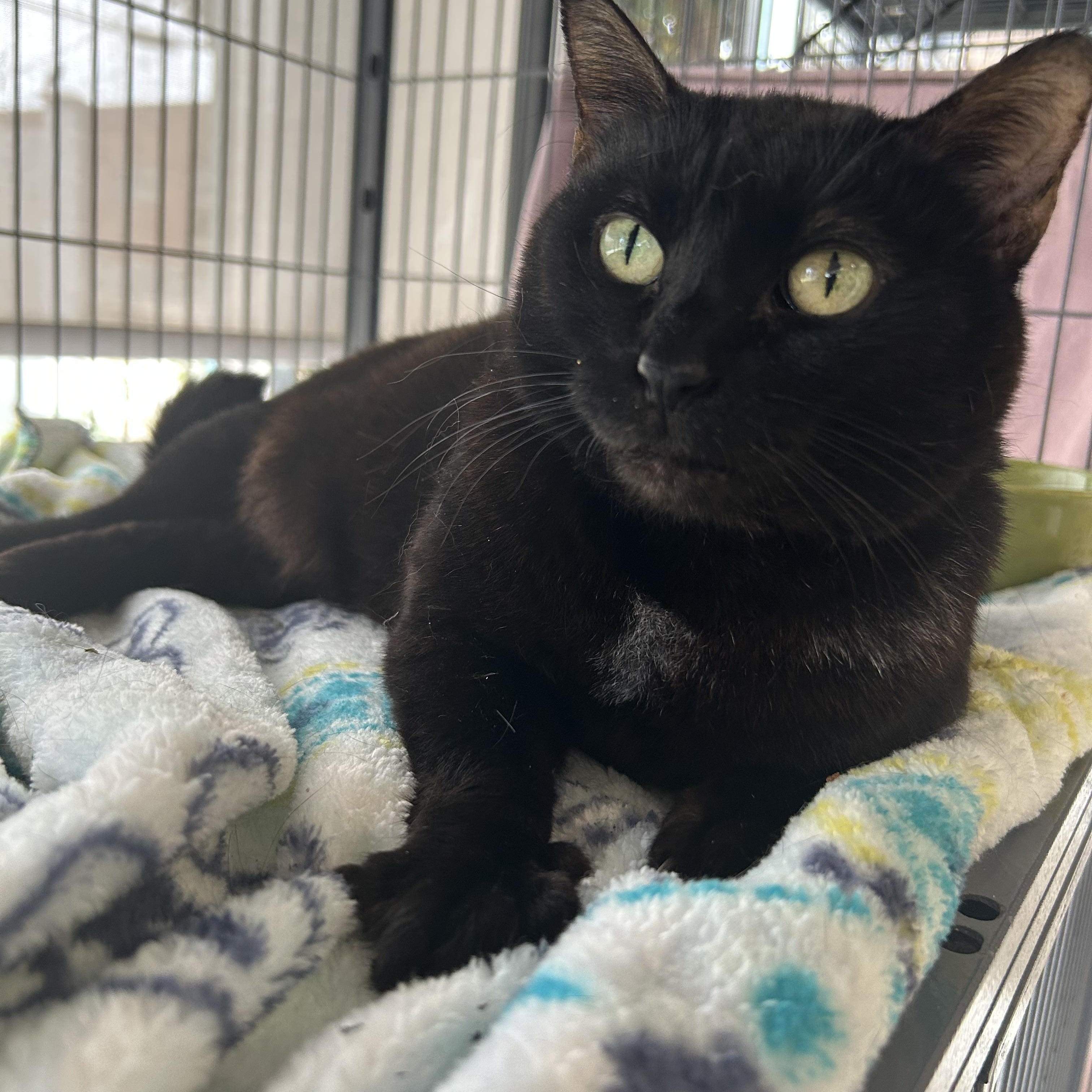 Bo Peep, ADOPTABLE, Adult Female Domestic Short Hair.