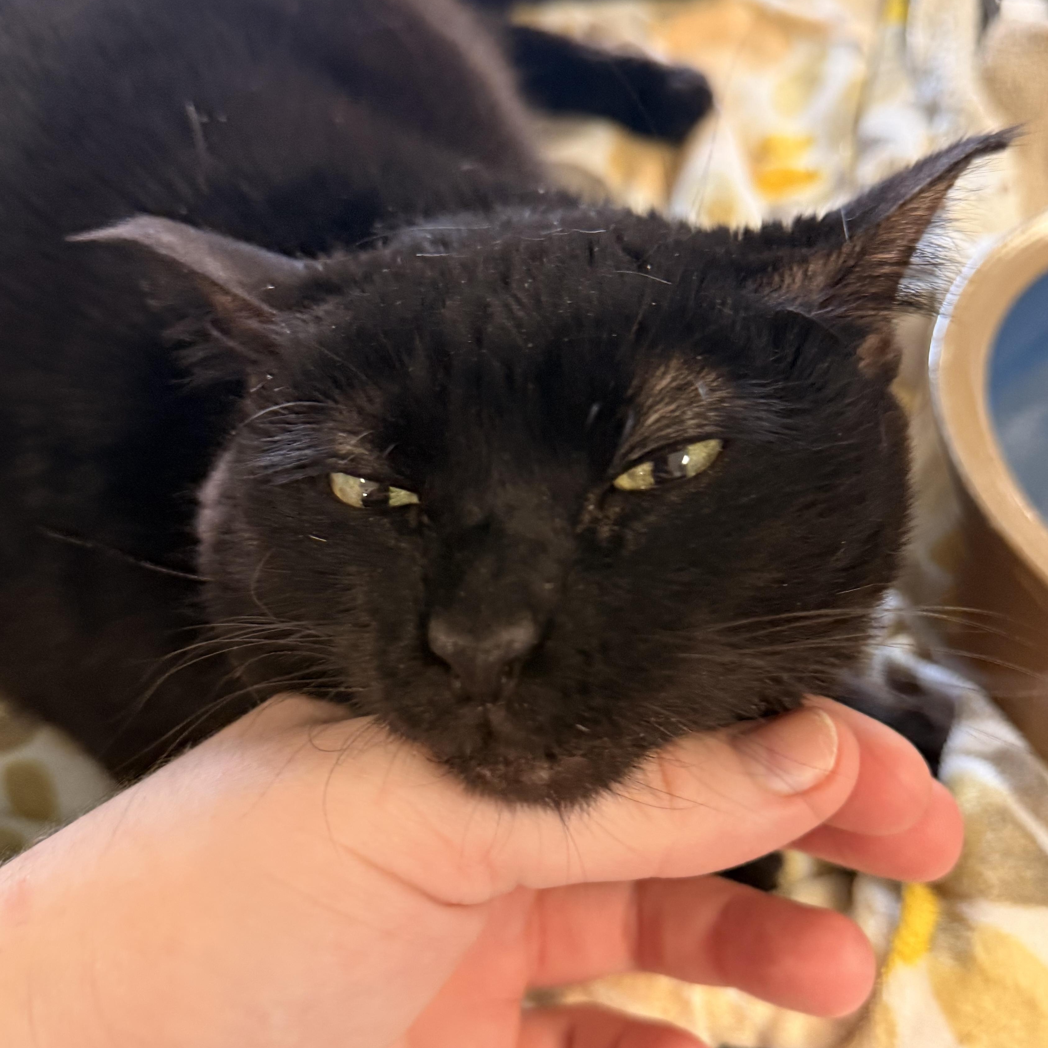Enlarge Bo Peep, a Adoptable Domestic Short Hair in St. Louis, MO image 4/5