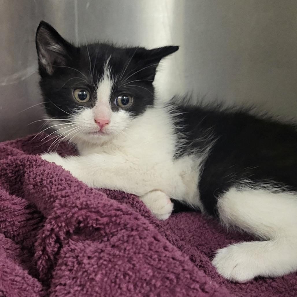 A2258067, Adoptable, Kitten Male Domestic Short Hair.