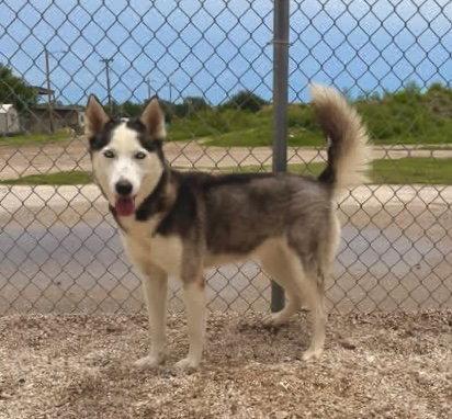 Enlarge Zoe (Zoey), a Adopted Husky in Pleasanton, TX image 1/3