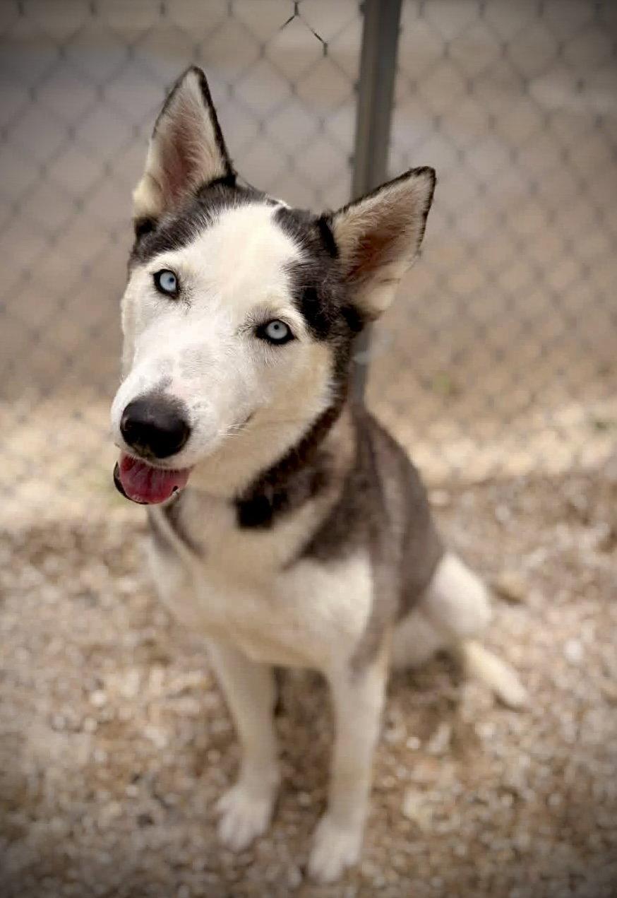 Enlarge Zoe (Zoey), a Adopted Husky in Pleasanton, TX image 2/3