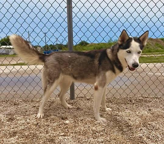 Enlarge Zoe (Zoey), a Adopted Husky in Pleasanton, TX image 3/3