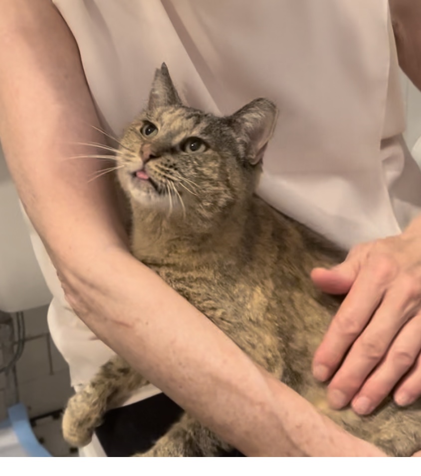 Enlarge Heather, an adoptable Domestic Medium Hair in East Orange, NJ image 1/3