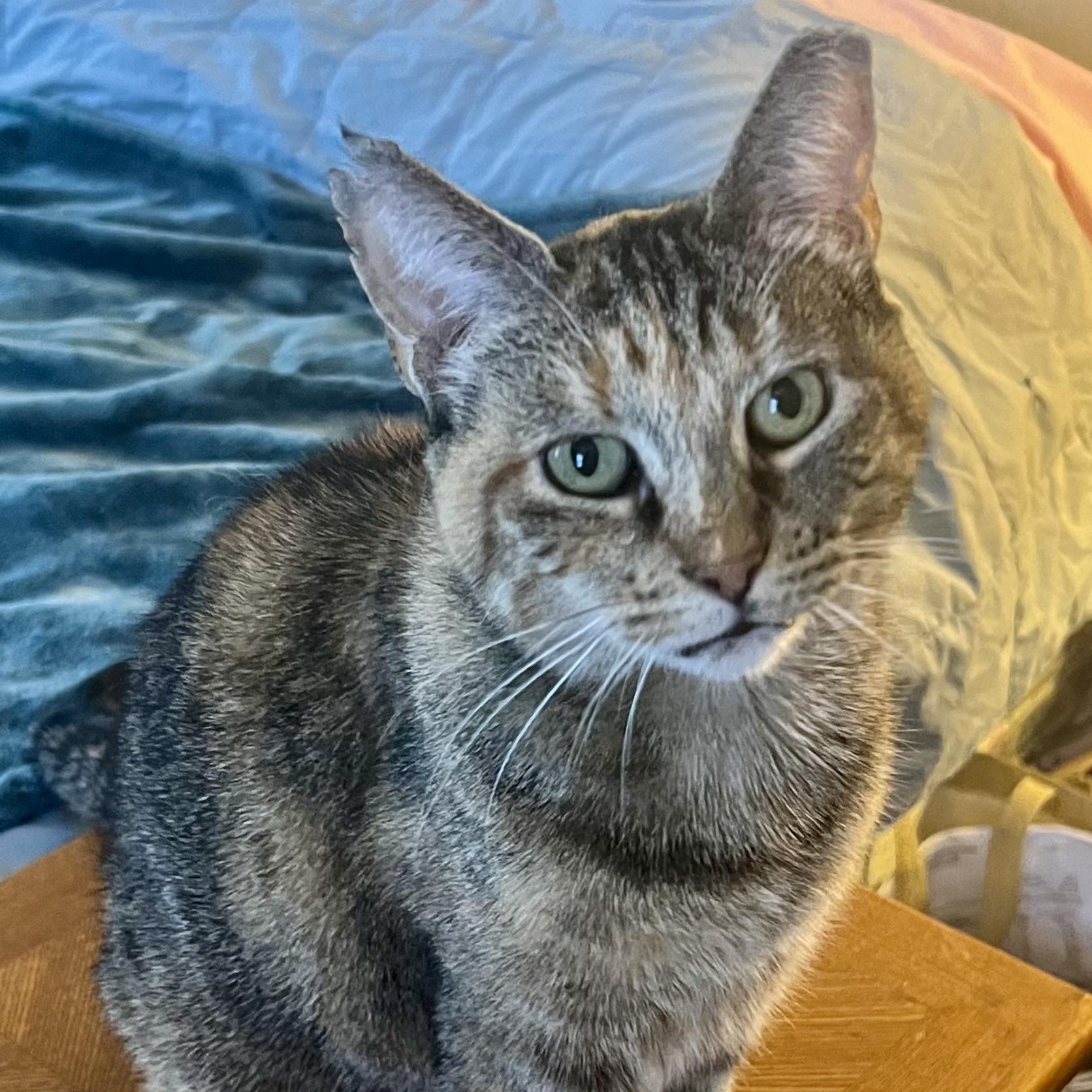 Heather, Adoptable, Adult Female Domestic Medium Hair.