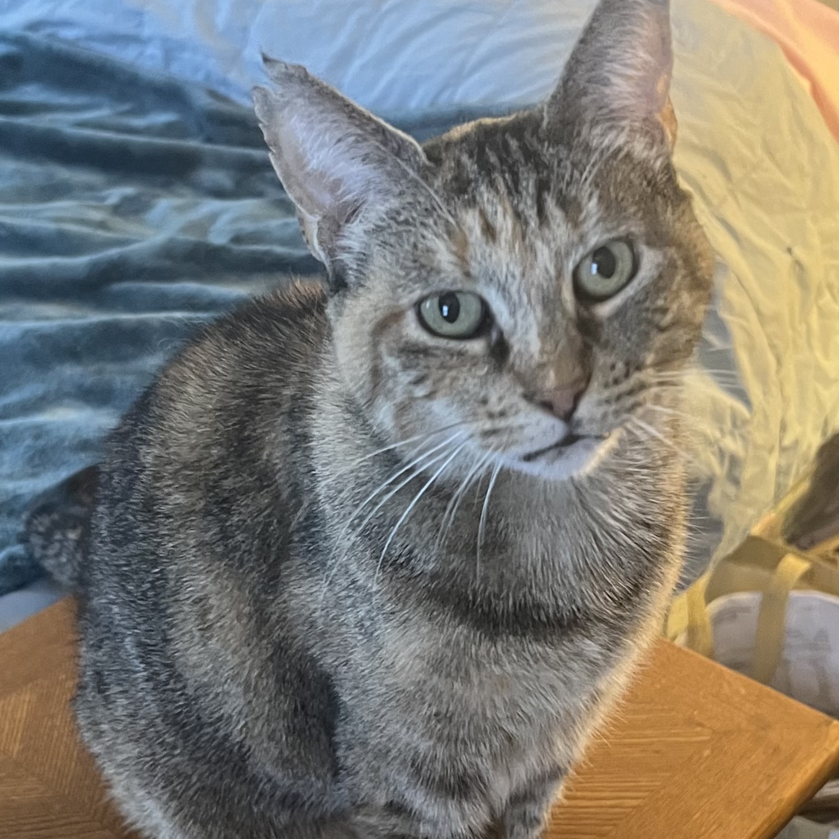 Enlarge Heather, an adoptable Domestic Medium Hair in East Orange, NJ image 2/3