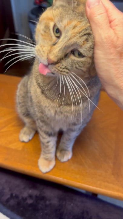 Enlarge Heather, an adoptable Domestic Medium Hair in East Orange, NJ video 3/3