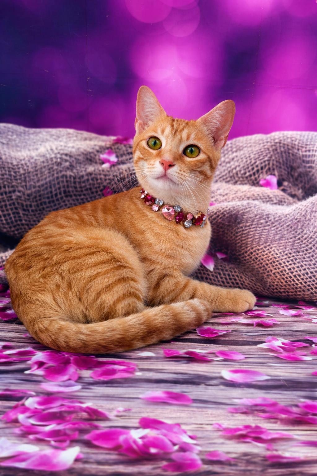 Enlarge Nala, an adoptable Tabby in Houston, TX image 5/6