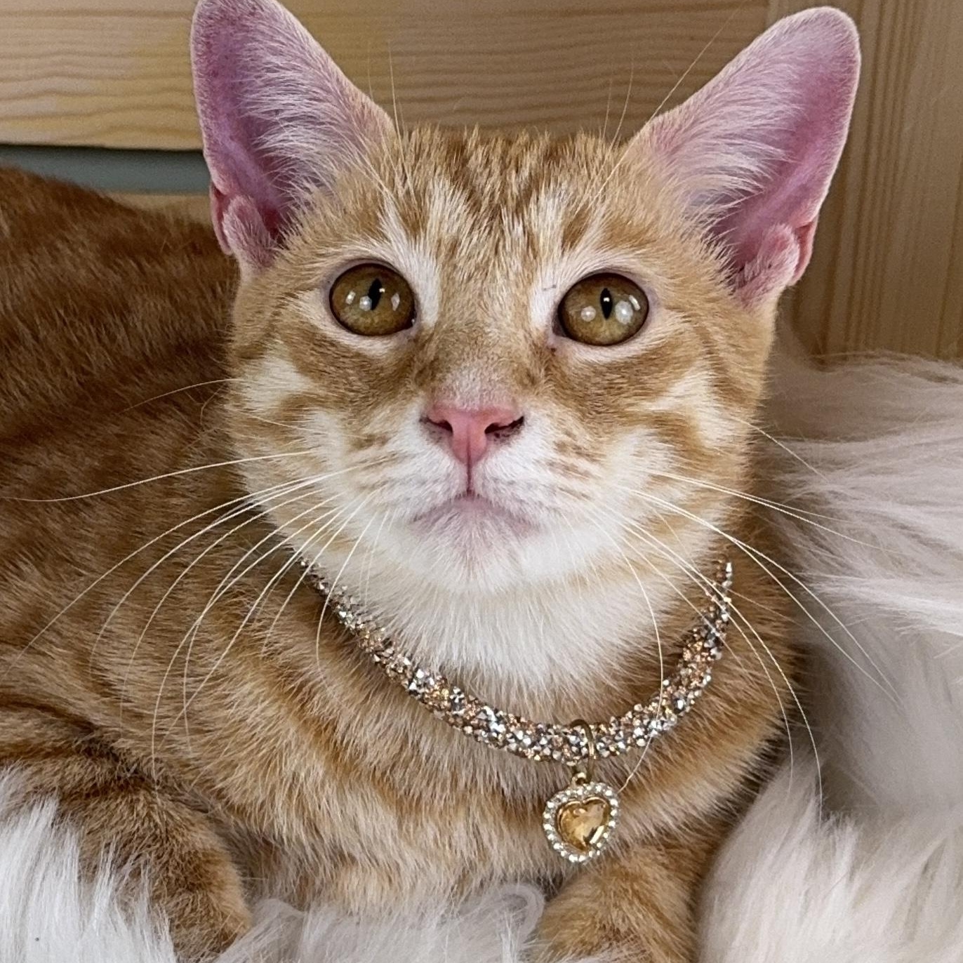 Lucky, ADOPTABLE, Adult Female Tabby.