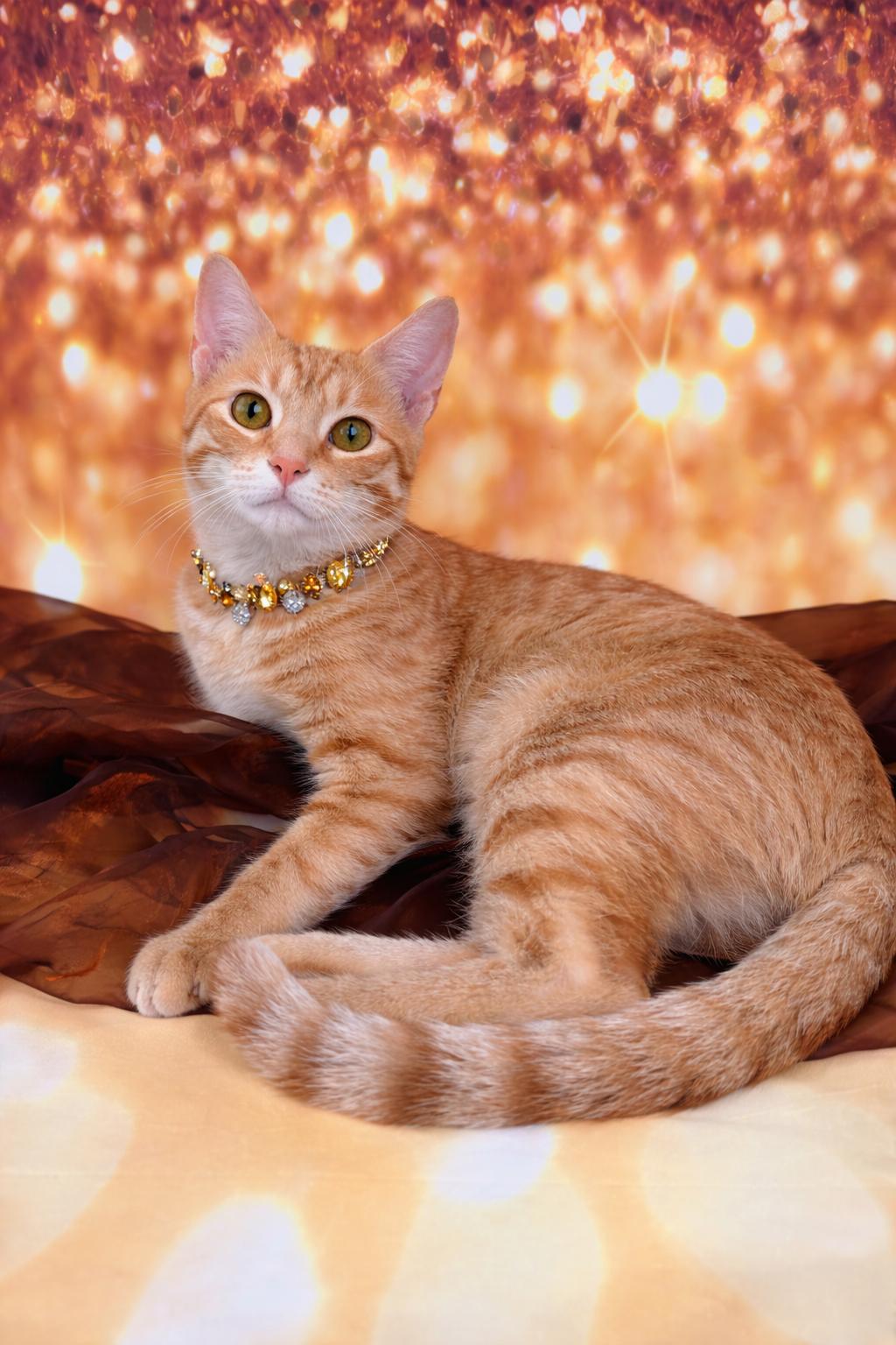 Nala, adoptable, Kitten Female Tabby.