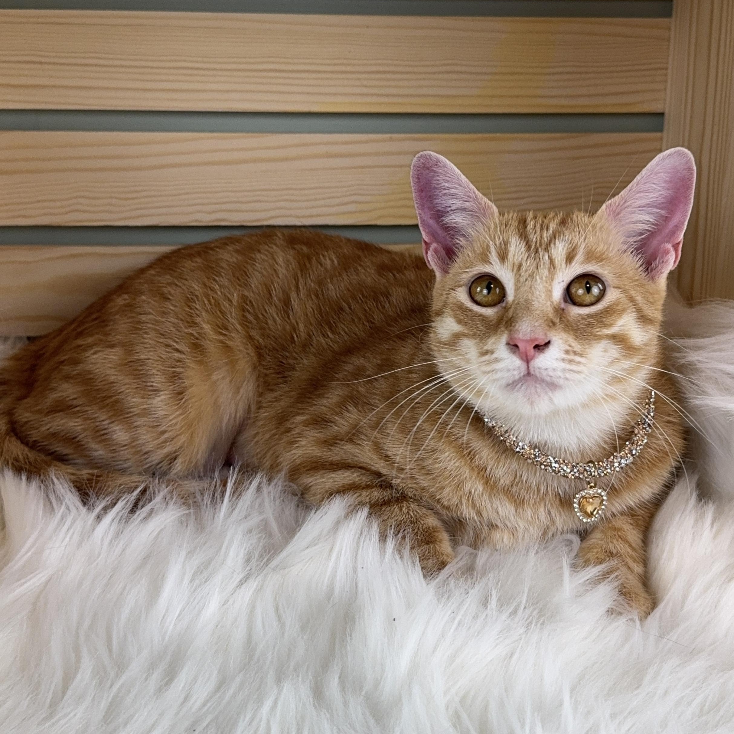 Enlarge Lucky, a ADOPTABLE Tabby in Houston, TX image 1/3