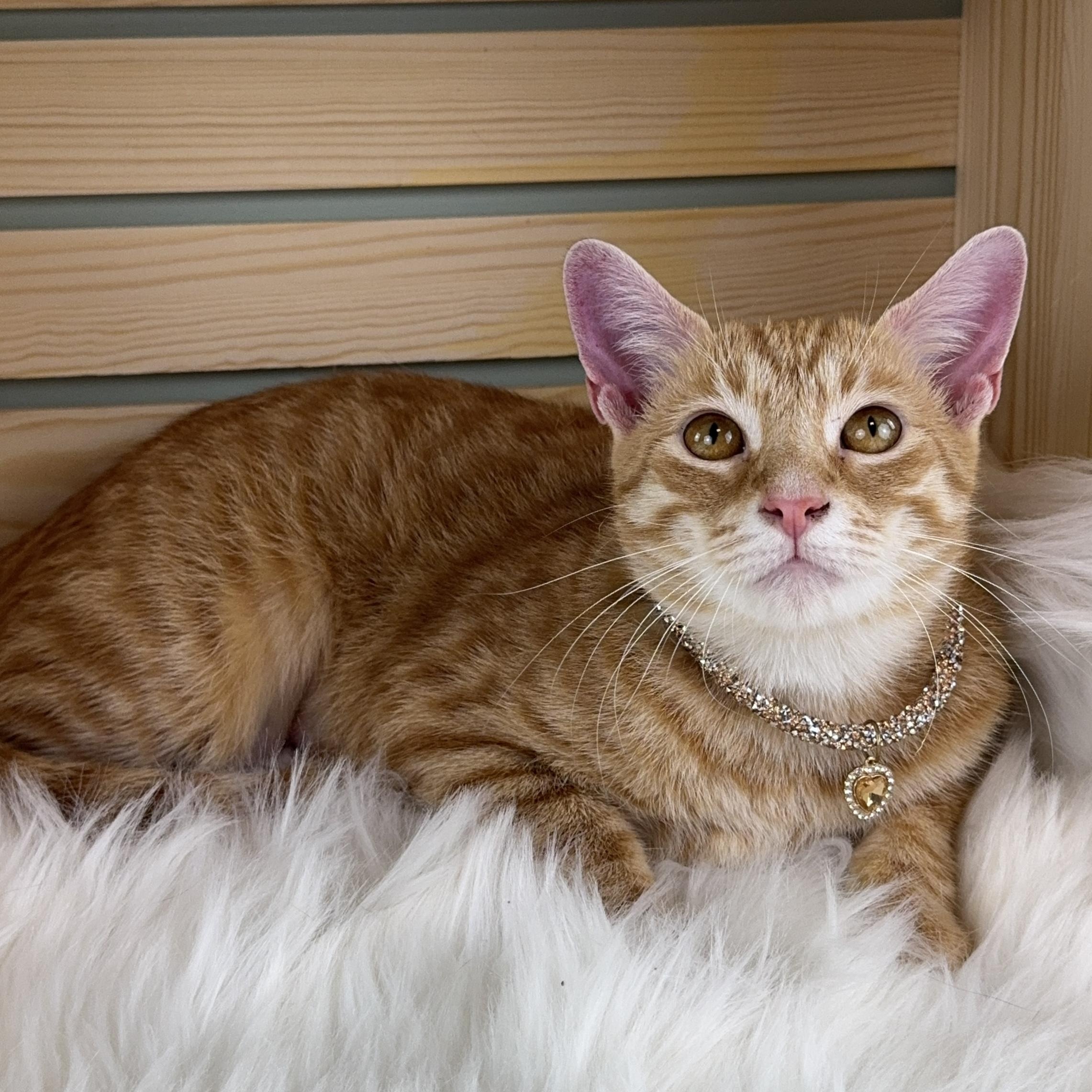 Enlarge Lucky, a ADOPTABLE Tabby in Houston, TX image 2/3