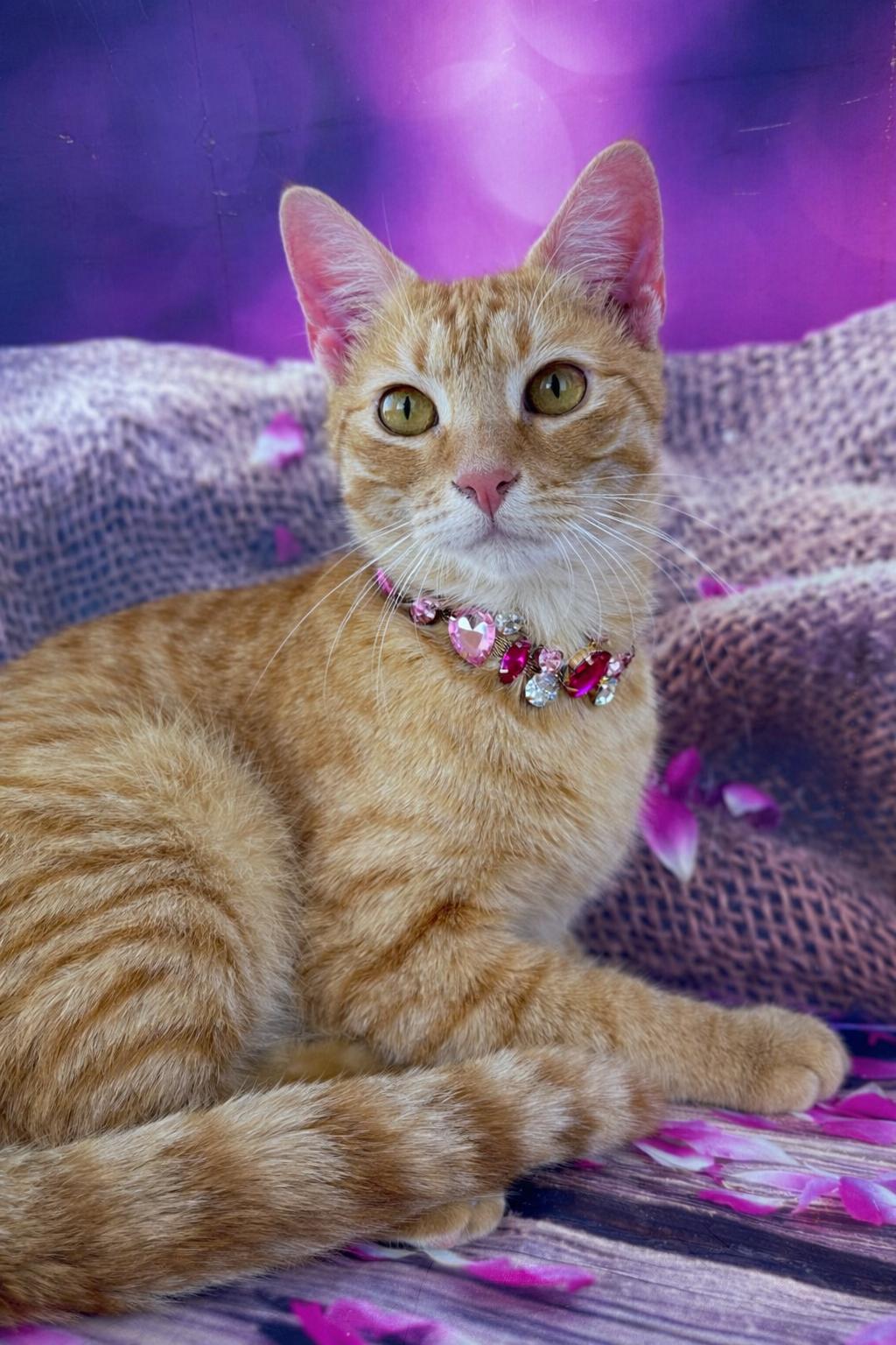Enlarge Nala, an adoptable Tabby in Houston, TX image 2/6