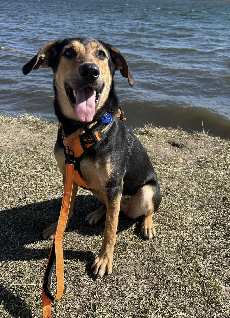 Louise (aka Lou), a Adoptable mixed breed in Naperville, IL image 6/6