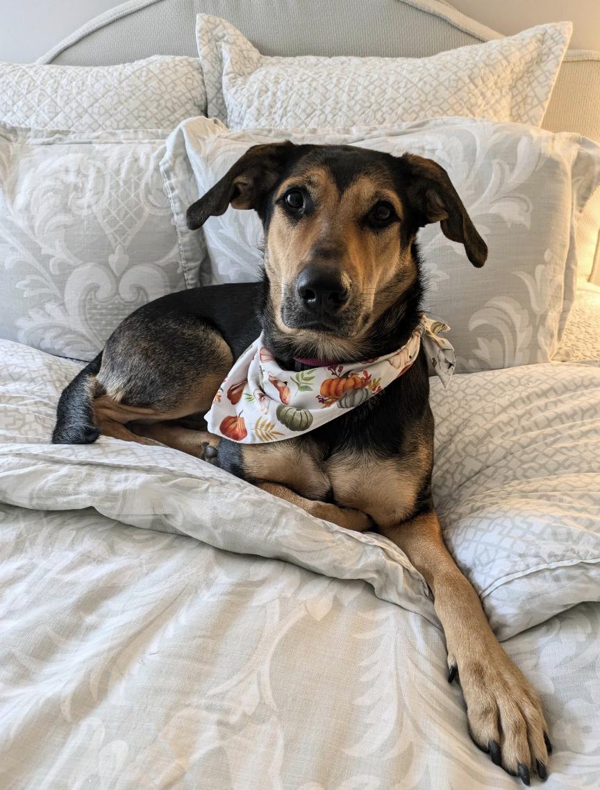 Louise (aka Lou), Adoptable, Adult Female Doberman Pinscher & Shepherd.