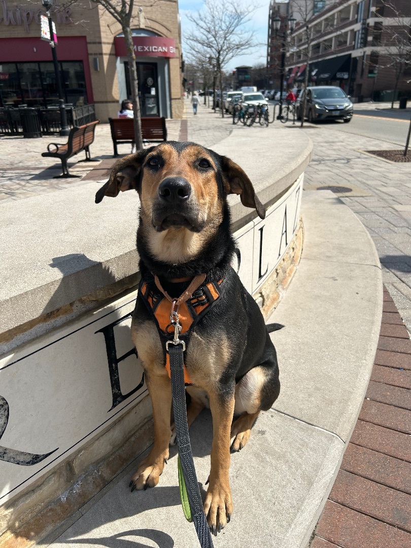 Louise (aka Lou), a Adoptable mixed breed in Naperville, IL image 4/6