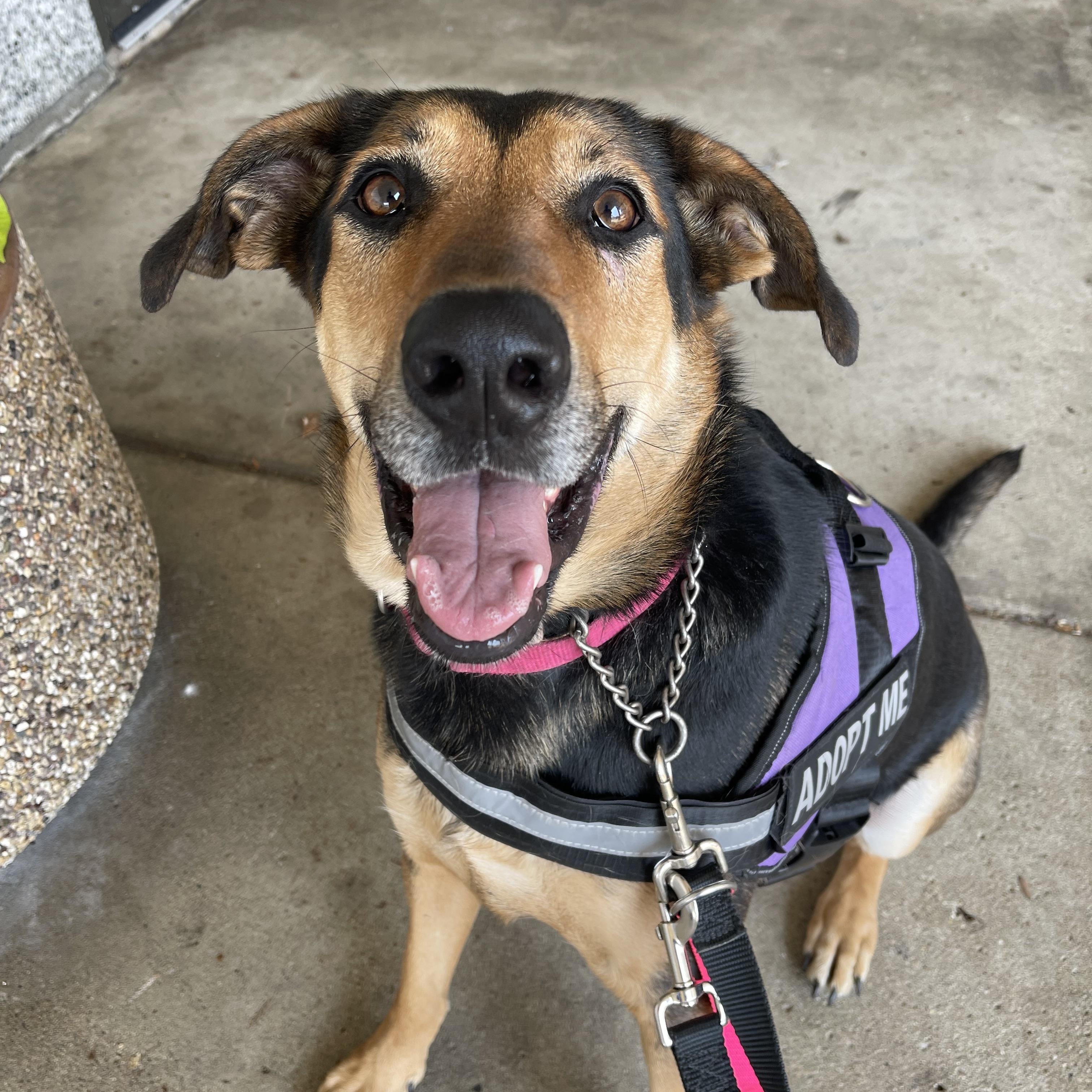 Louise (aka Lou), a Adoptable mixed breed in Naperville, IL image 2/6