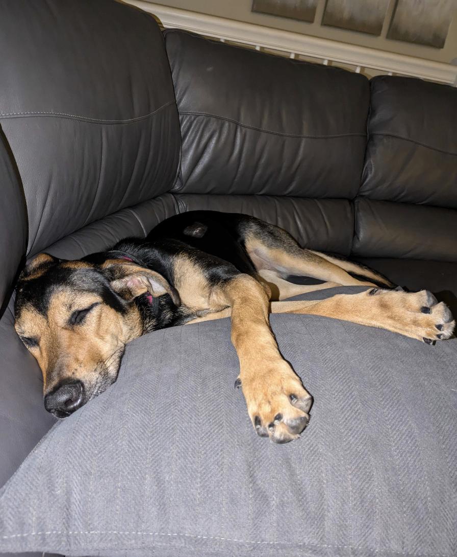 Louise (aka Lou), a Adoptable mixed breed in Naperville, IL image 3/6