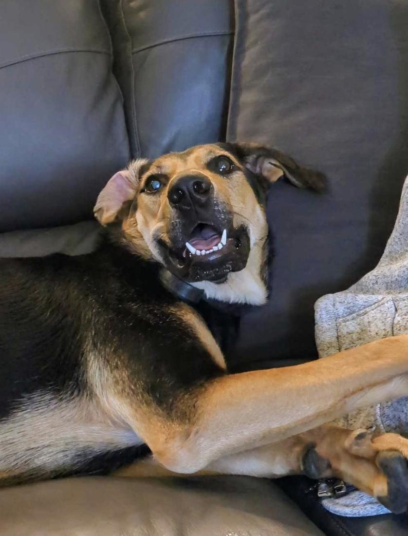 Louise (aka Lou), a Adoptable mixed breed in Naperville, IL image 5/6