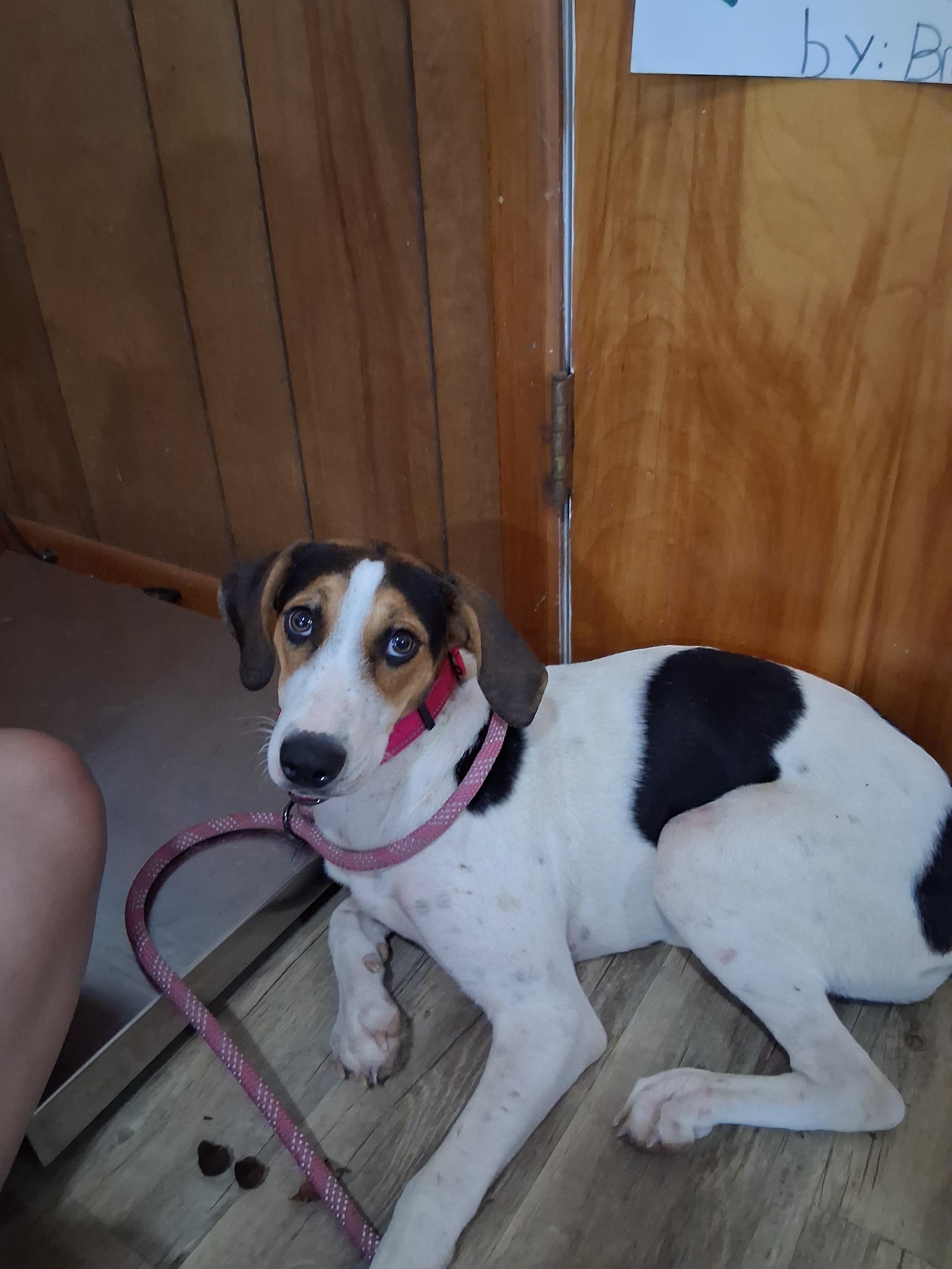 Enlarge Hannah Montana, a Adopted mixed breed in Lynchburg, TN image 1/5