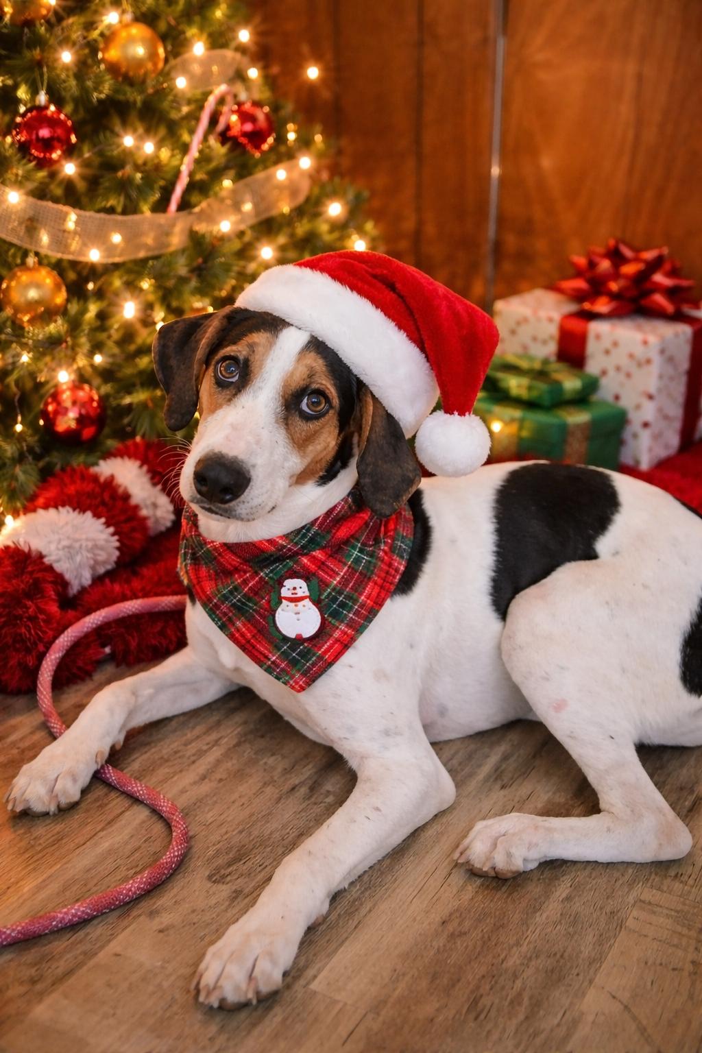 Enlarge Hannah Montana, a Adopted mixed breed in Lynchburg, TN image 3/5