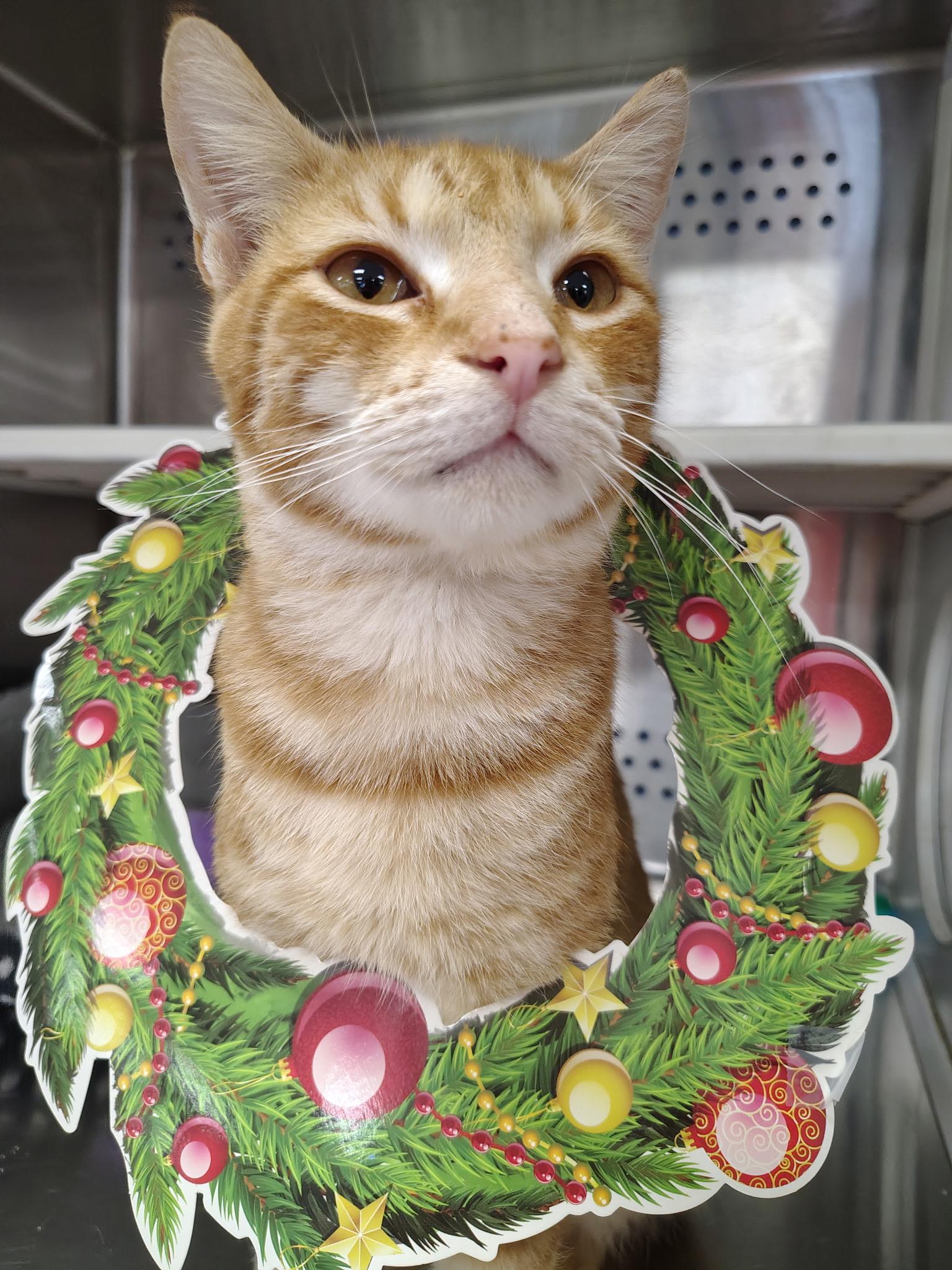 Bacon, Adoptable, Adult Male Domestic Short Hair.