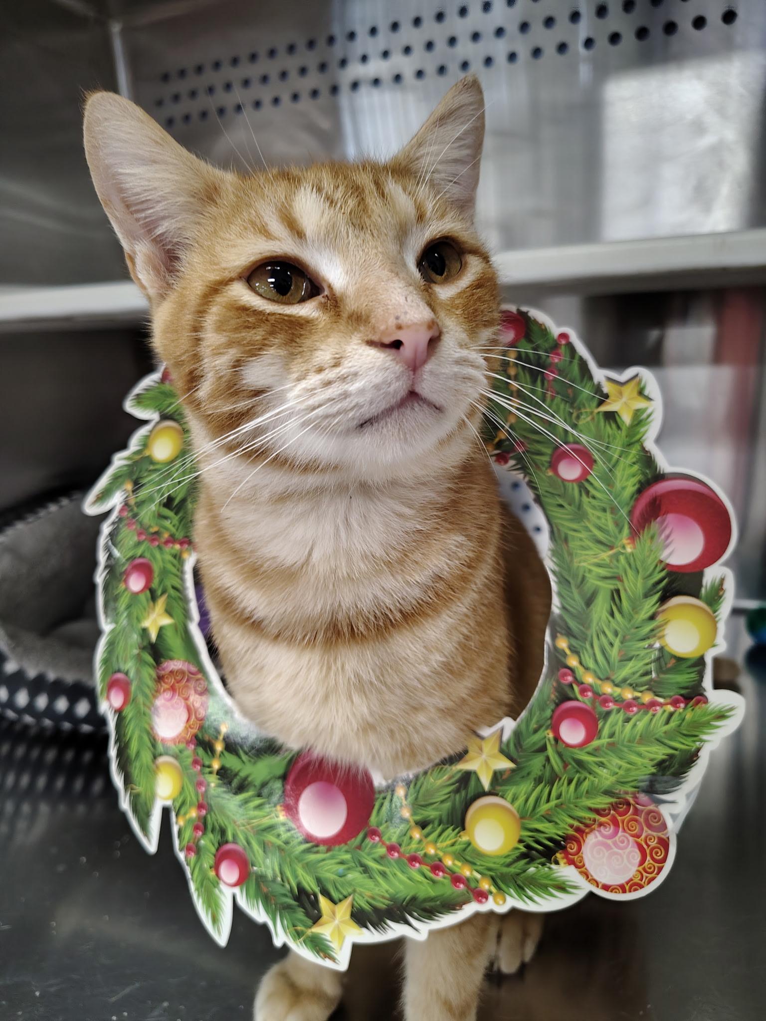 Enlarge Bacon, a ADOPTABLE Domestic Short Hair in Mount Pleasant, TX image 2/2