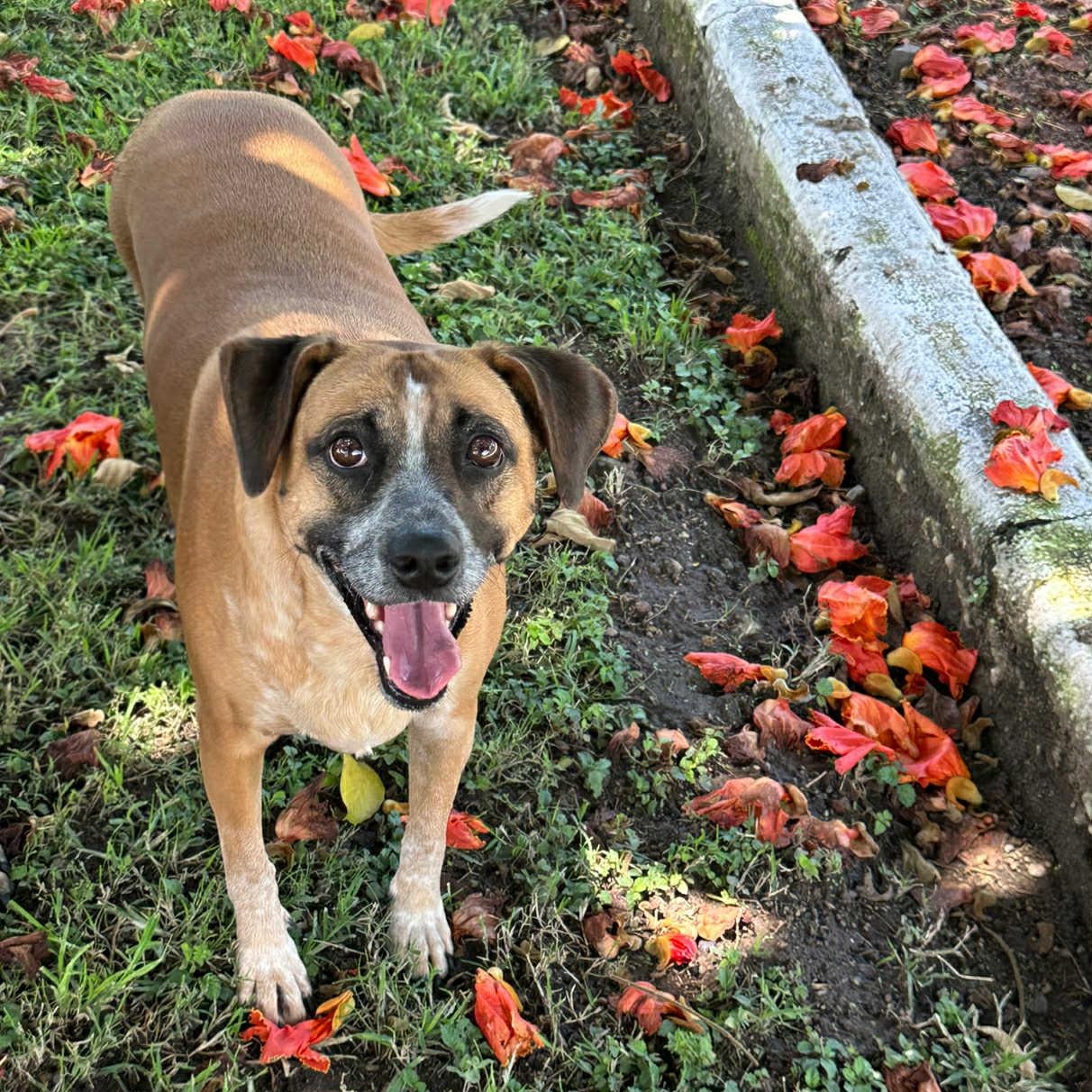 Mocha