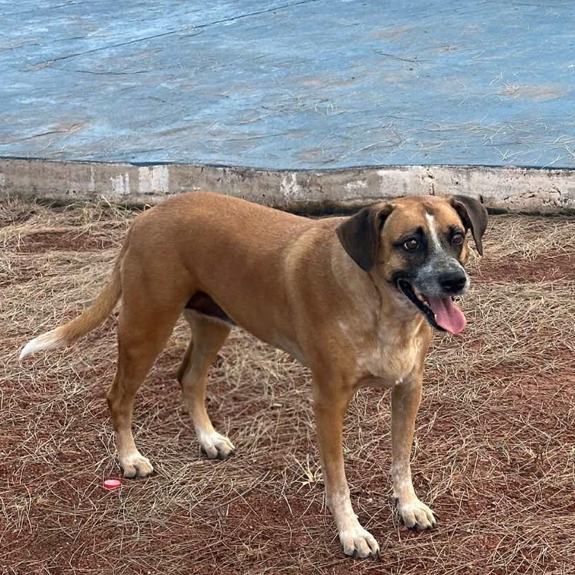 Mocha, an adoptable Mountain Cur in Bend, OR, 97701 | Photo Image 1