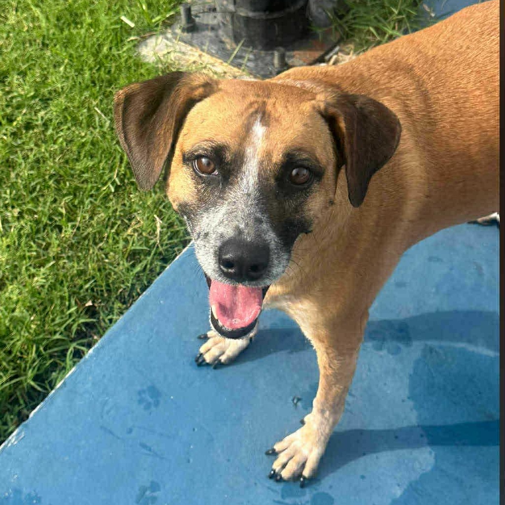 Mocha, an adoptable Mountain Cur in Bend, OR, 97701 | Photo Image 2