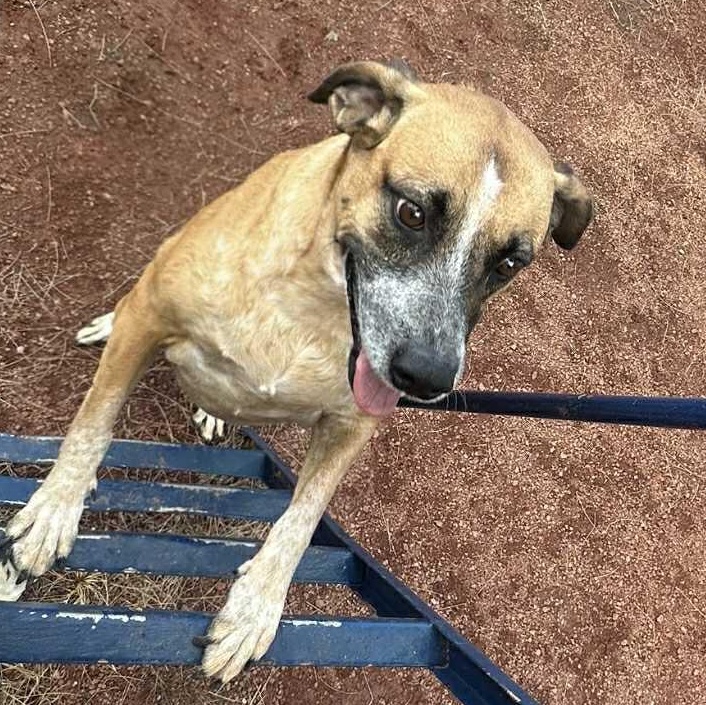 Mocha, an adoptable Mountain Cur in Bend, OR, 97701 | Photo Image 4