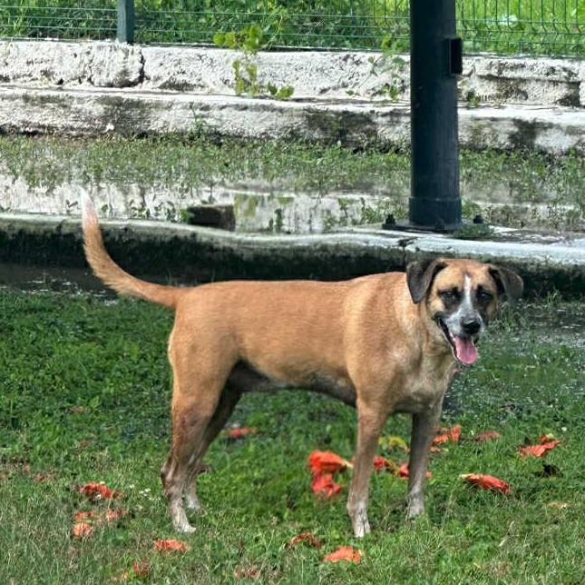 Mocha, an adoptable Mountain Cur in Bend, OR, 97701 | Photo Image 3