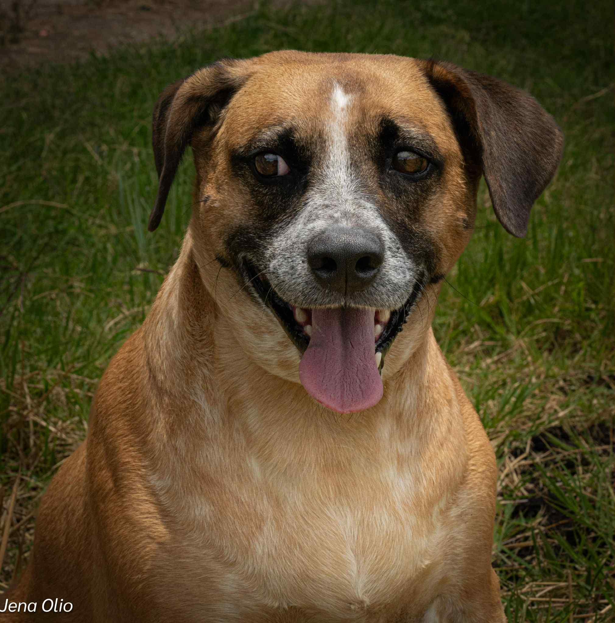 Mocha, an adoptable Mountain Cur in Bend, OR, 97701 | Photo Image 3