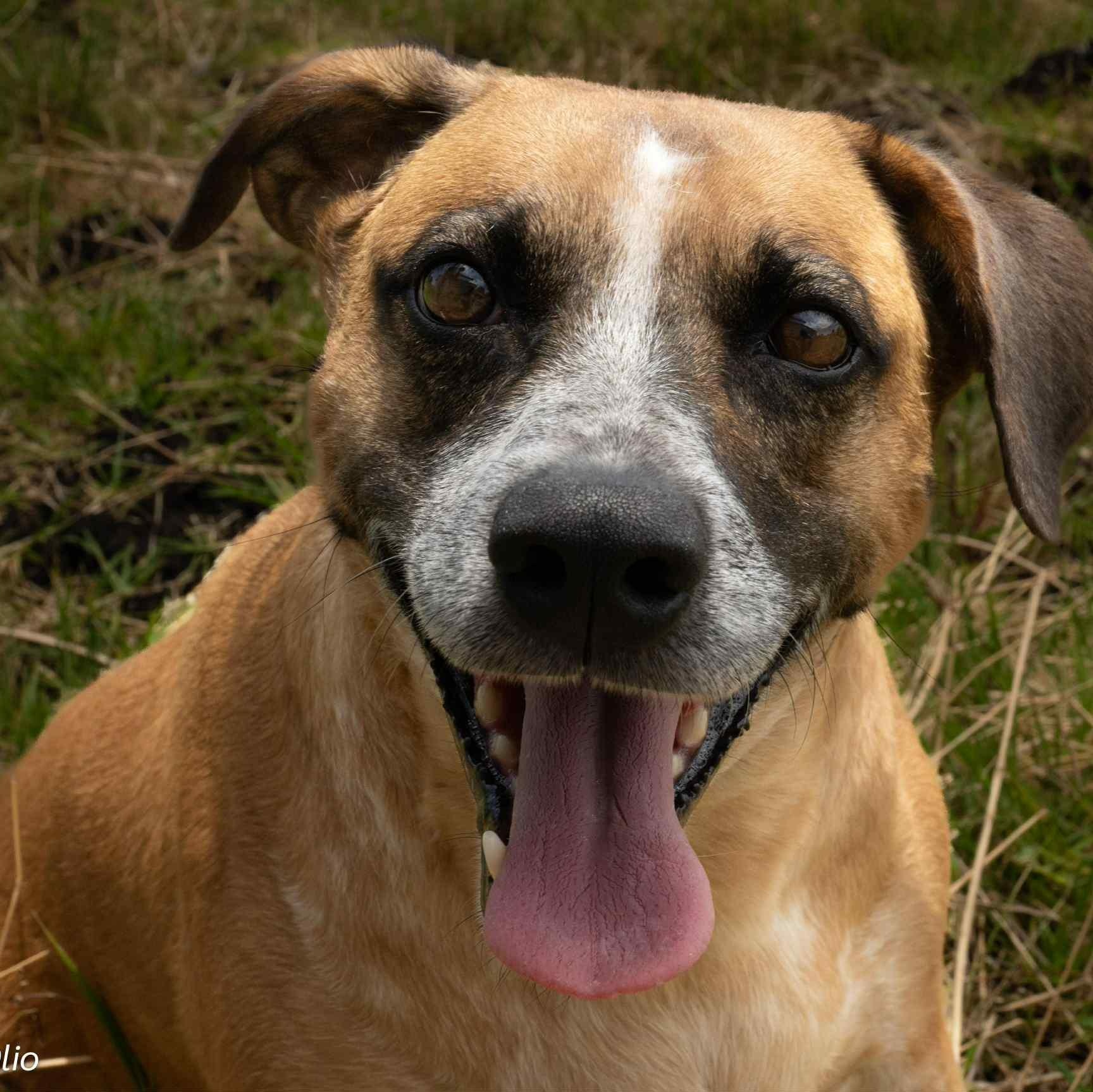 Mocha, an adoptable Mountain Cur in Bend, OR, 97701 | Photo Image 1