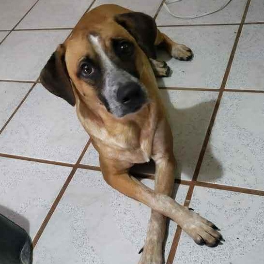 Mocha, an adoptable Mountain Cur in Bend, OR, 97701 | Photo Image 4