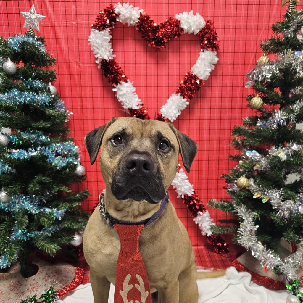 Whiskey, Adoptable, Senior Male Pit Bull Terrier & Boxer.