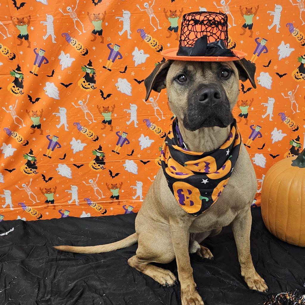 Whiskey, a Adoptable mixed breed in Easton, PA image 2/6