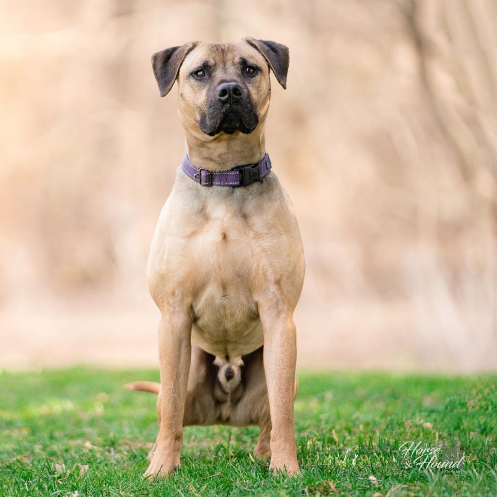 Whiskey, a Adoptable mixed breed in Easton, PA image 3/6