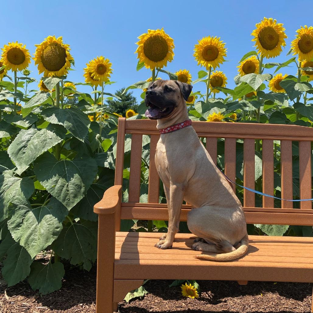 Enlarge Whiskey, a Adoptable mixed breed in Easton, PA image 4/6