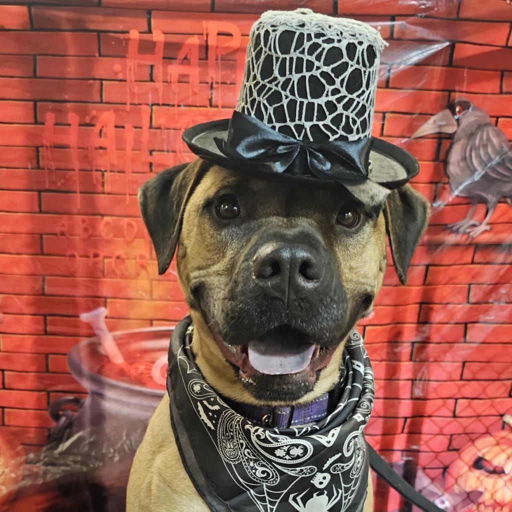 Whiskey, a Adoptable mixed breed in Easton, PA image 4/6