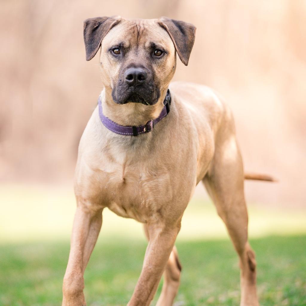 Whiskey, a Adoptable mixed breed in Easton, PA image 5/6